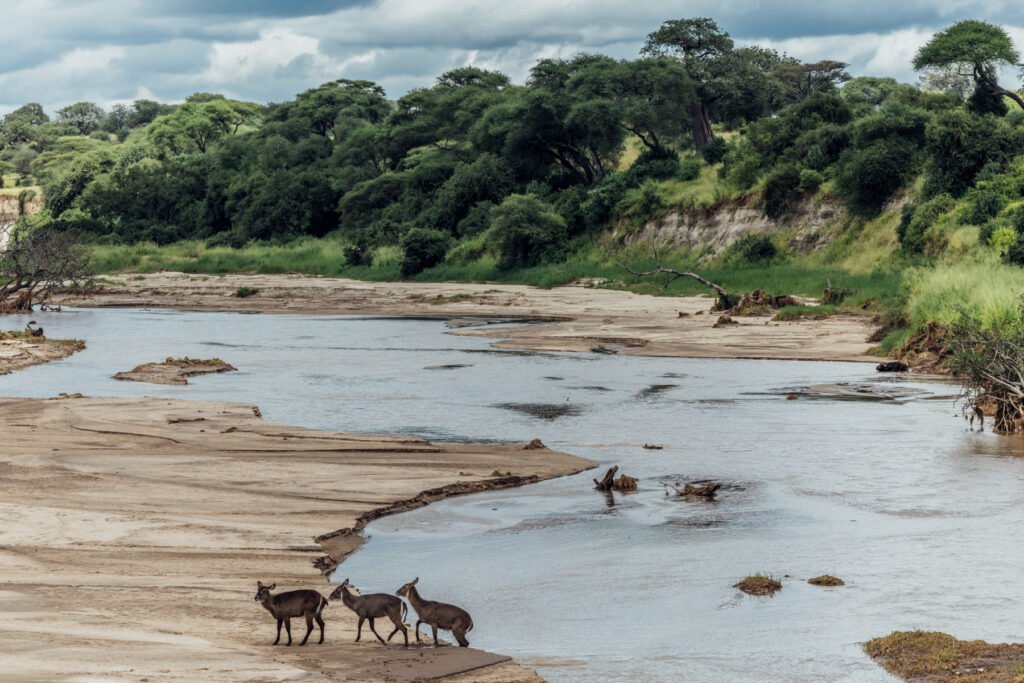A trio of Waterbuck cross the occasionally-mighty Tarangire River, in Tarangire National Park, Tanzania (image by Virginia Wilde)