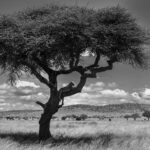 An Acacia tree isn't the first place you'd expect to find a Lion. Tree-climbing is a learned behaviour rather than an instinct, and in some parts of East Africa it has become a speciality. It's thought that shade, flies and a safe viewpoint play a part (image by Virginia Wilde)