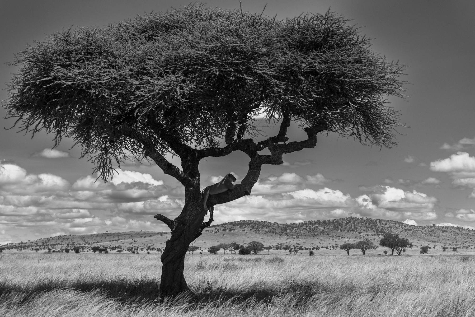 An Acacia tree isn't the first place you'd expect to find a Lion. Tree-climbing is a learned behaviour rather than an instinct, and in some parts of East Africa it has become a speciality. It's thought that shade, flies and a safe viewpoint play a part (image by Virginia Wilde)