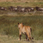 As a wave of Wildebeest in the Great Migration ran right past the noses of some dozing male Lions, we groaned. Only the Lionesses were alert enough to make a casual attempt at a hunt (image by Virginia Wilde)