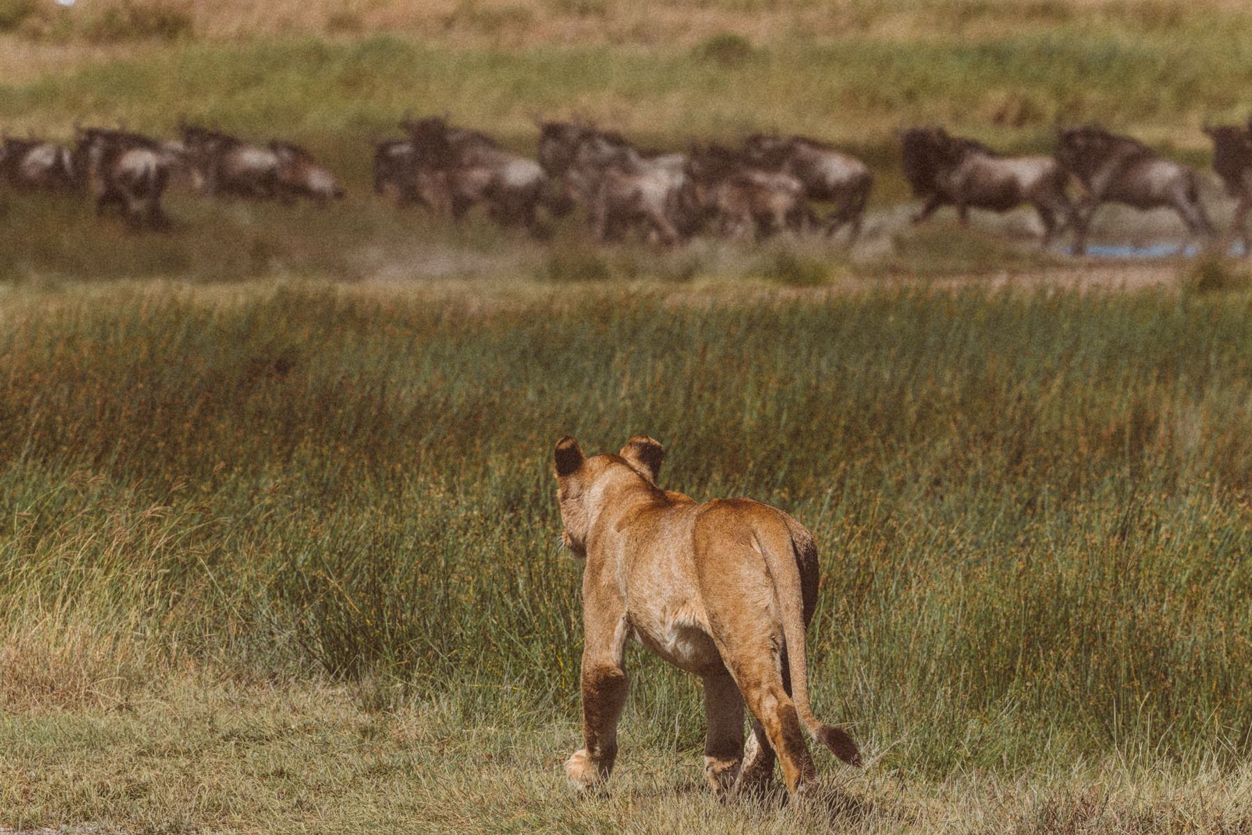 As a wave of Wildebeest in the Great Migration ran right past the noses of some dozing male Lions, we groaned. Only the Lionesses were alert enough to make a casual attempt at a hunt (image by Virginia Wilde)