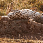 A Cheetah mother will usually stay with her cubs for 16-20 months, teaching them everything from stalking techniques to recognising danger. Which is why she sometimes needs to rest (image by Virginia Wilde)