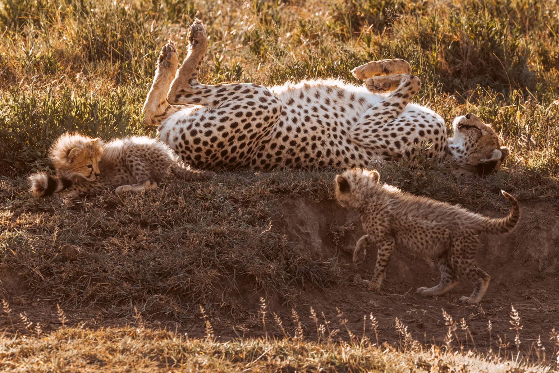 A Cheetah mother will usually stay with her cubs for 16-20 months, teaching them everything from stalking techniques to recognising danger. Which is why she sometimes needs to rest (image by Virginia Wilde)