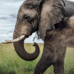 An African Elephant can lift well over 250 kg with its trunk - yet it's sensitive enough to pick up a single blade of grass. Few animals combine brute strength and such remarkable dexterity. The dust cloud isn't for show. It helps to protect the skin from biting insects