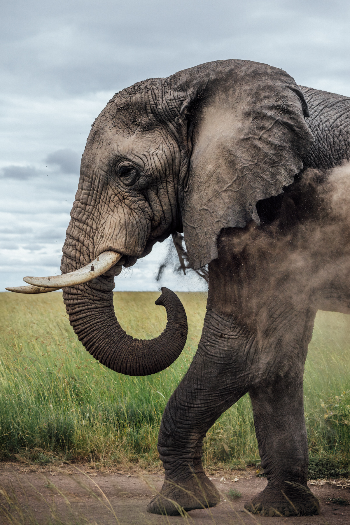 An African Elephant can lift well over 250 kg with its trunk - yet it's sensitive enough to pick up a single blade of grass. Few animals combine brute strength and such remarkable dexterity. The dust cloud isn't for show. It helps to protect the skin from biting insects