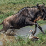 An Egyptian Goose hurries out of the way of a White-bearded Wildebeest, just two of thousands of animals and birds that throng around a watering hole in Tanzania's Ngorongoro Crater (image by Virginia Wilde)