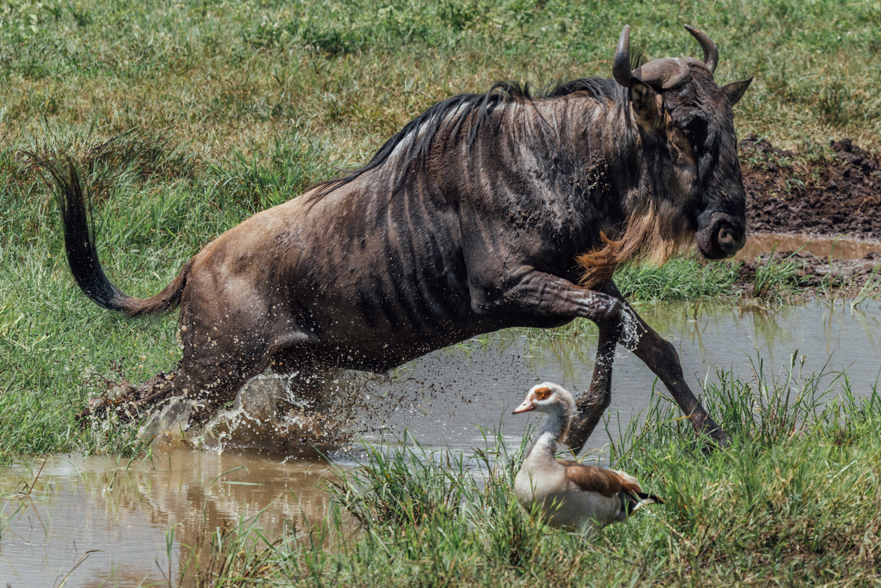 An Egyptian Goose hurries out of the way of a White-bearded Wildebeest, just two of thousands of animals and birds that throng around a watering hole in Tanzania's Ngorongoro Crater (image by Virginia Wilde)