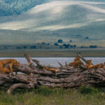 The Lions of the Ngorongoro Crater live in one of Africa's most enclosed ecosystems. Surrounded by the Crater walls, every waterhole, track and comfortable resting place - like this fallen tree - becomes part of a world of familiarity (image by Virginia Wilde)