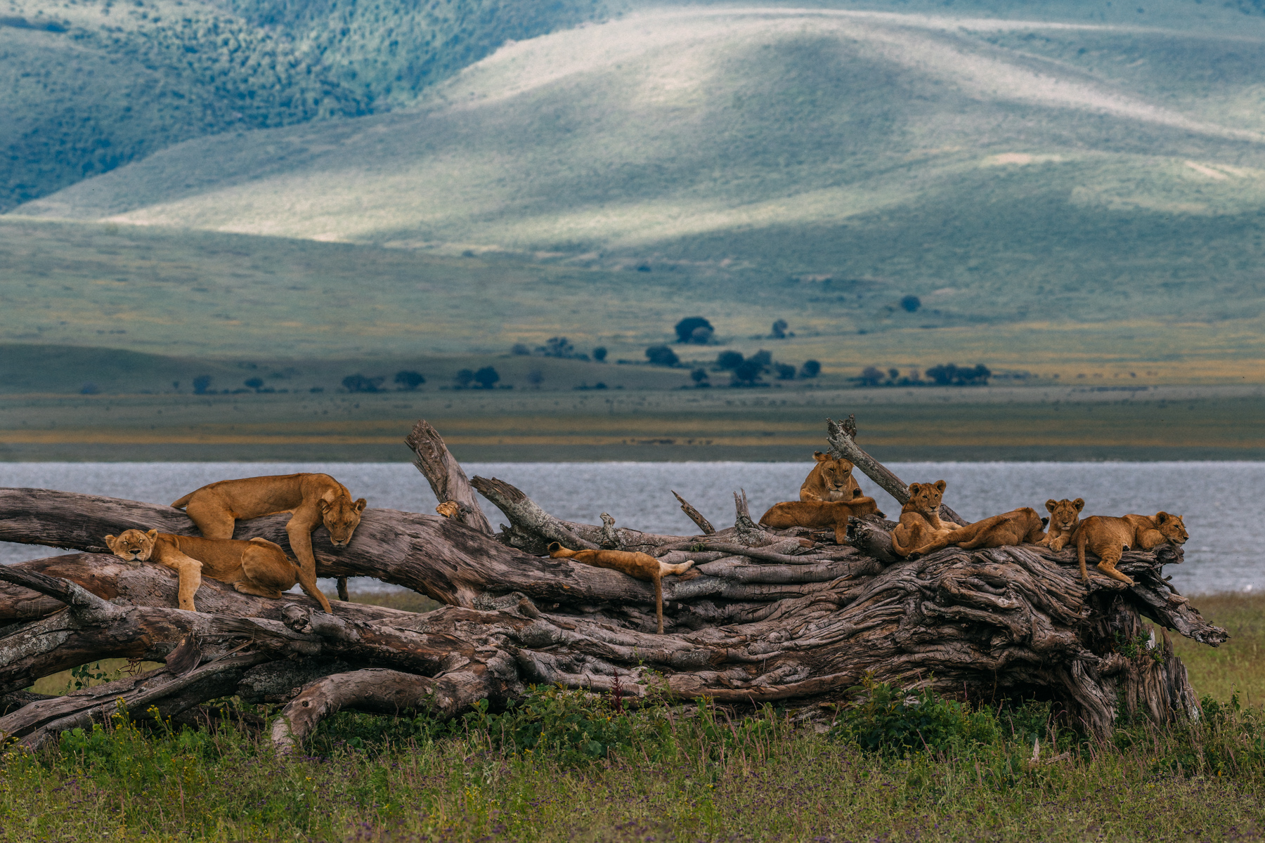 The Lions of the Ngorongoro Crater live in one of Africa's most enclosed ecosystems. Surrounded by the Crater walls, every waterhole, track and comfortable resting place - like this fallen tree - becomes part of a world of familiarity (image by Virginia Wilde)