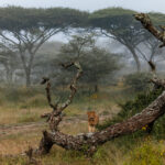 Lion cubs thread their way through fallen acacias as the last of the morning's mist hangs over the green-season grass (image by Virginia Wilde)