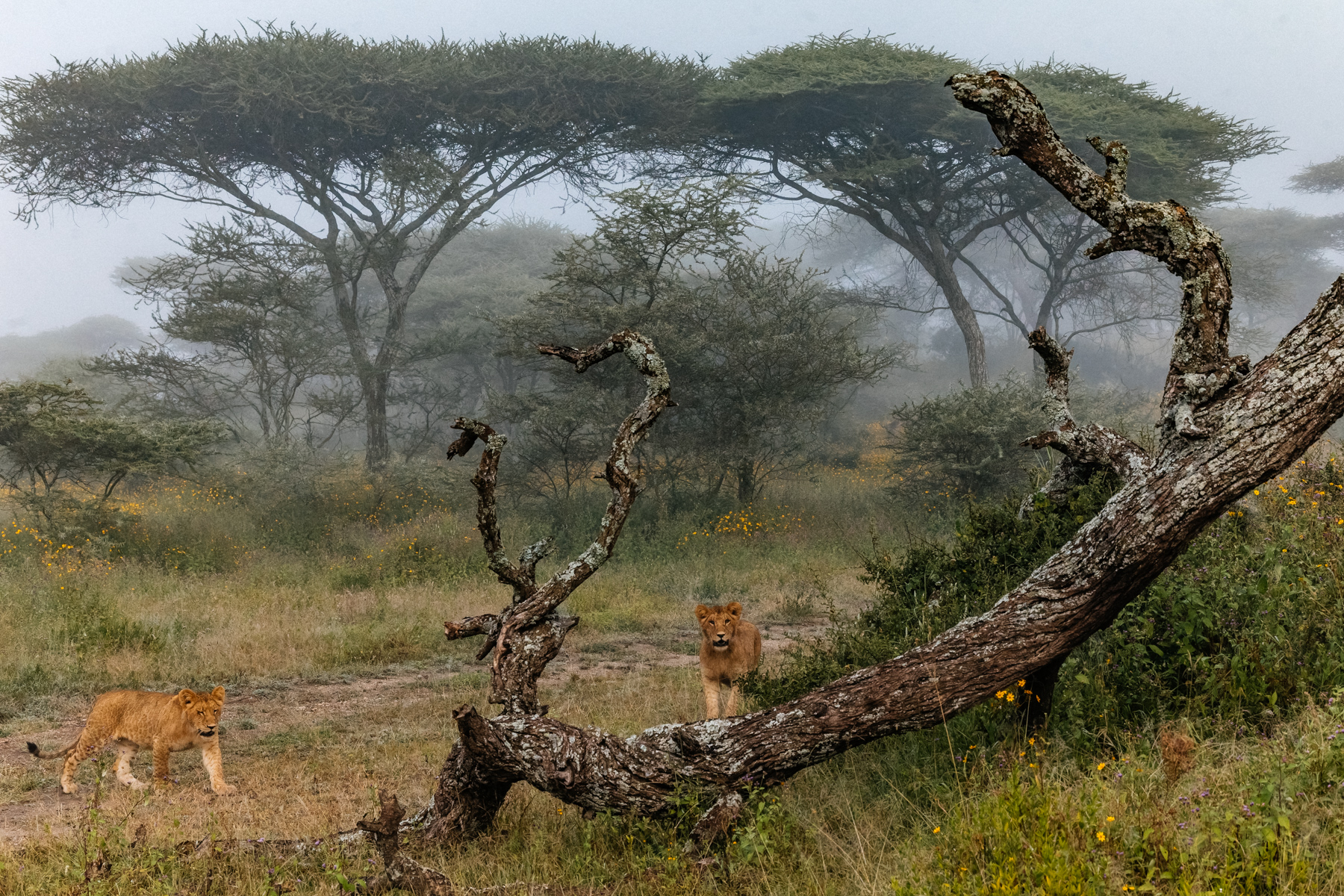 Lion cubs thread their way through fallen acacias as the last of the morning's mist hangs over the green-season grass (image by Virginia Wilde)
