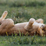 Not every moment is regal. A Lioness indulges in one of the savannah's greatest pleasures: a vigorous roll in the grass (image by Virginia Wilde)