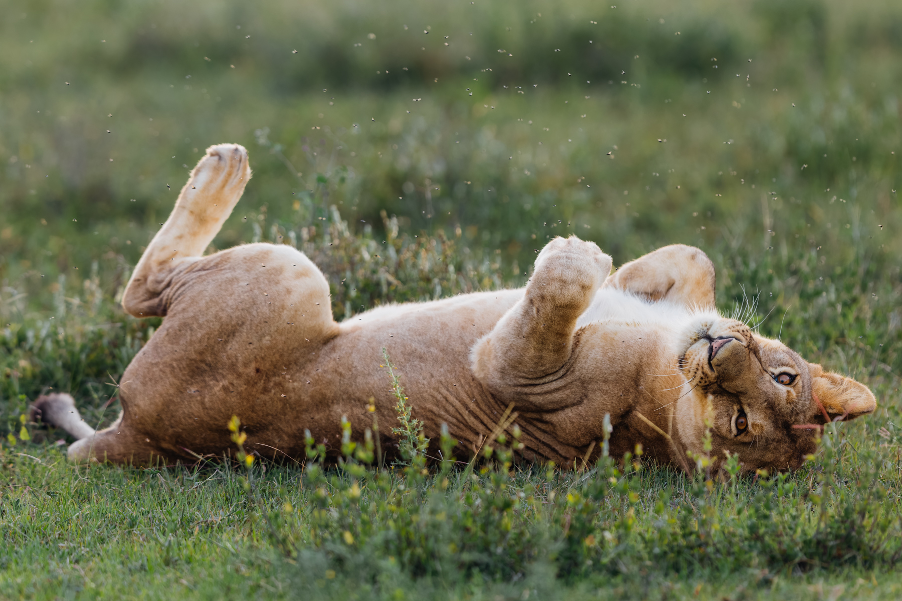 Not every moment is regal. A Lioness indulges in one of the savannah's greatest pleasures: a vigorous roll in the grass (image by Virginia Wilde)