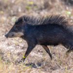 A nervous White-lipped Peccary, indicated by the raised hair on the back, is about to cross the road (image by Oliver Krueger)