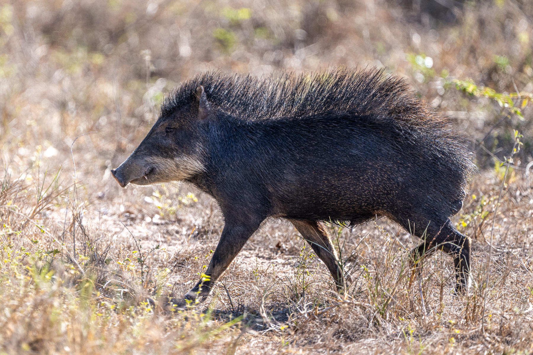 A nervous White-lipped Peccary, indicated by the raised hair on the back, is about to cross the road (image by Oliver Krueger)