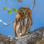 Despite its small size of 16 cm, the Ferruginous Pygmy Owl can tackle prey larger than itself (image by Oliver Krueger)