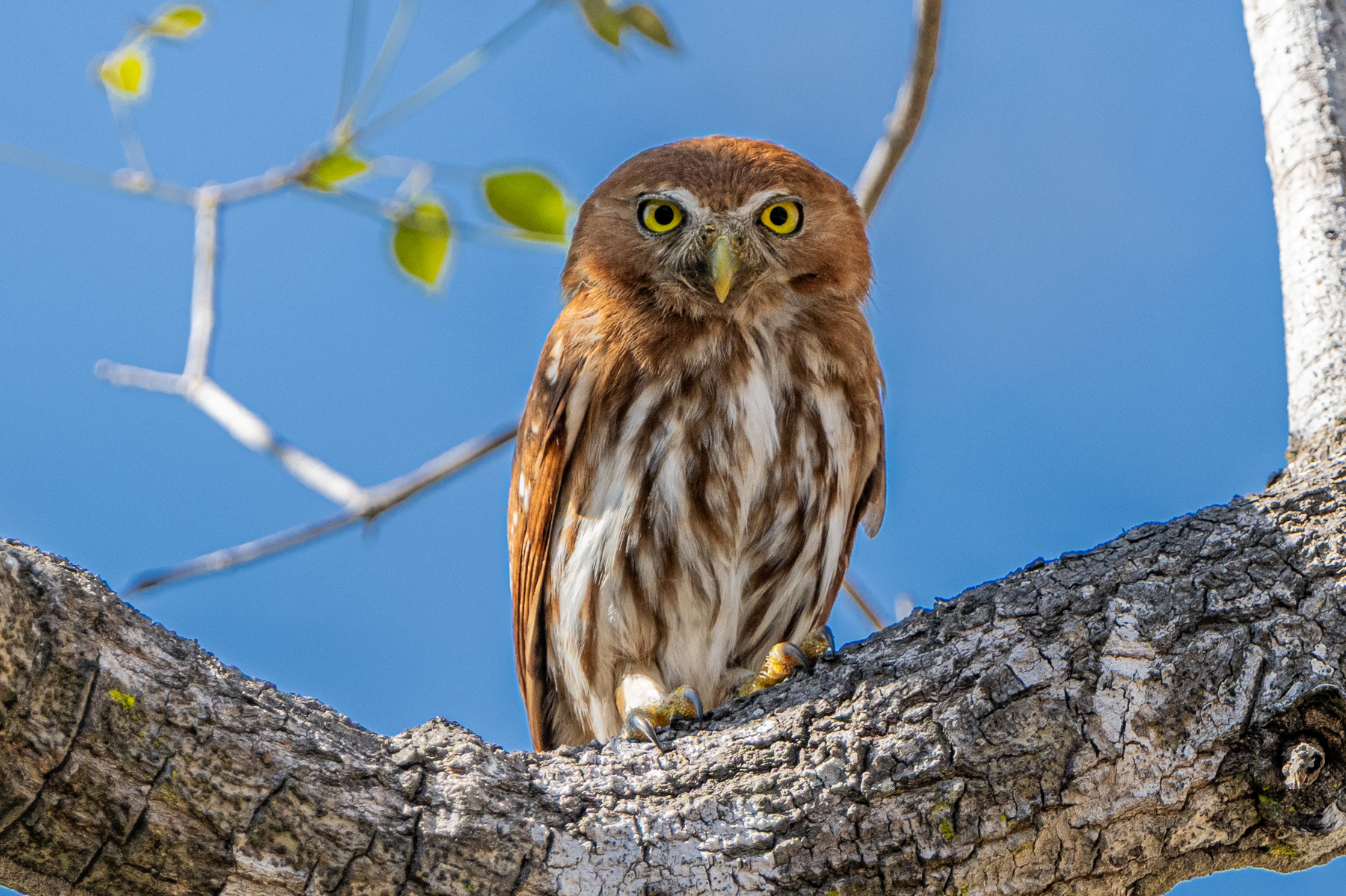 Despite its small size of 16 cm, the Ferruginous Pygmy Owl can tackle prey larger than itself (image by Oliver Krueger)