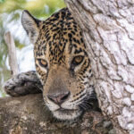 Looking curious behind a tree, Jaguar female 