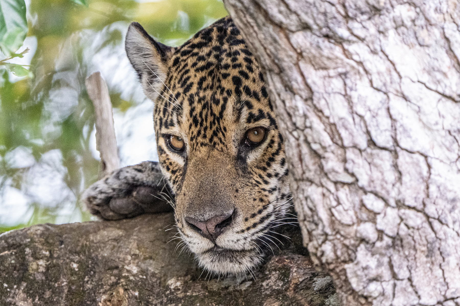 Looking curious behind a tree, Jaguar female 