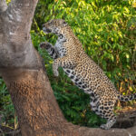 To get to one of her favourite vantage points, Jaguar female 