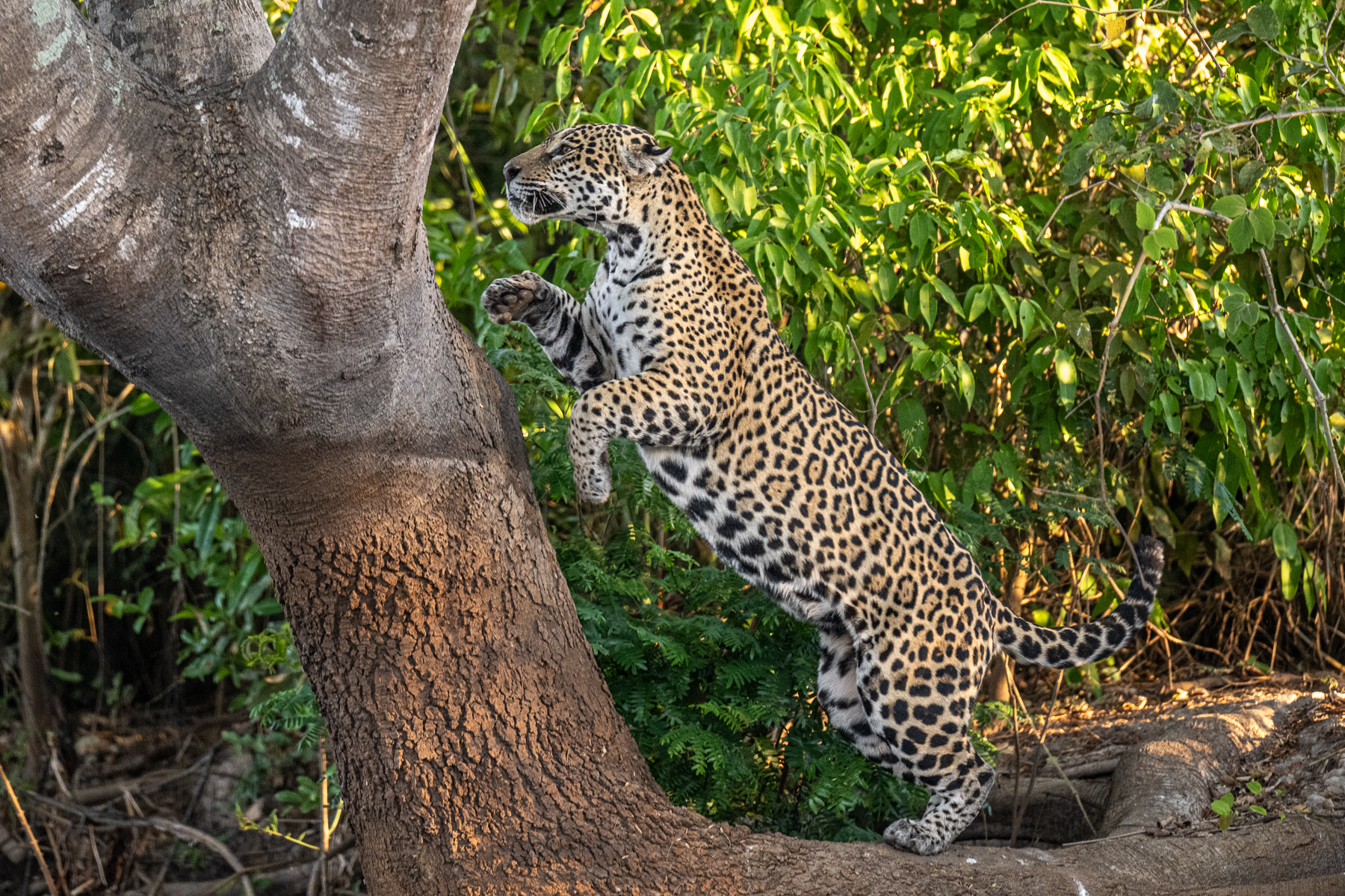 To get to one of her favourite vantage points, Jaguar female 