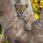 A Jaguar can go from relaxed mode into hunting mode in an instant (image by Oliver Krueger)