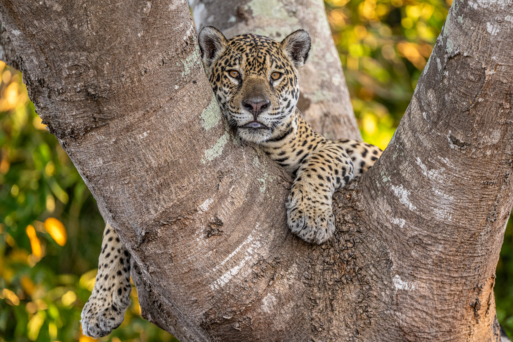 A Jaguar can go from relaxed mode into hunting mode in an instant (image by Oliver Krueger)