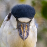 In case anyone wonders where the name Boat-billed Heron comes from (image by Oliver Krueger)