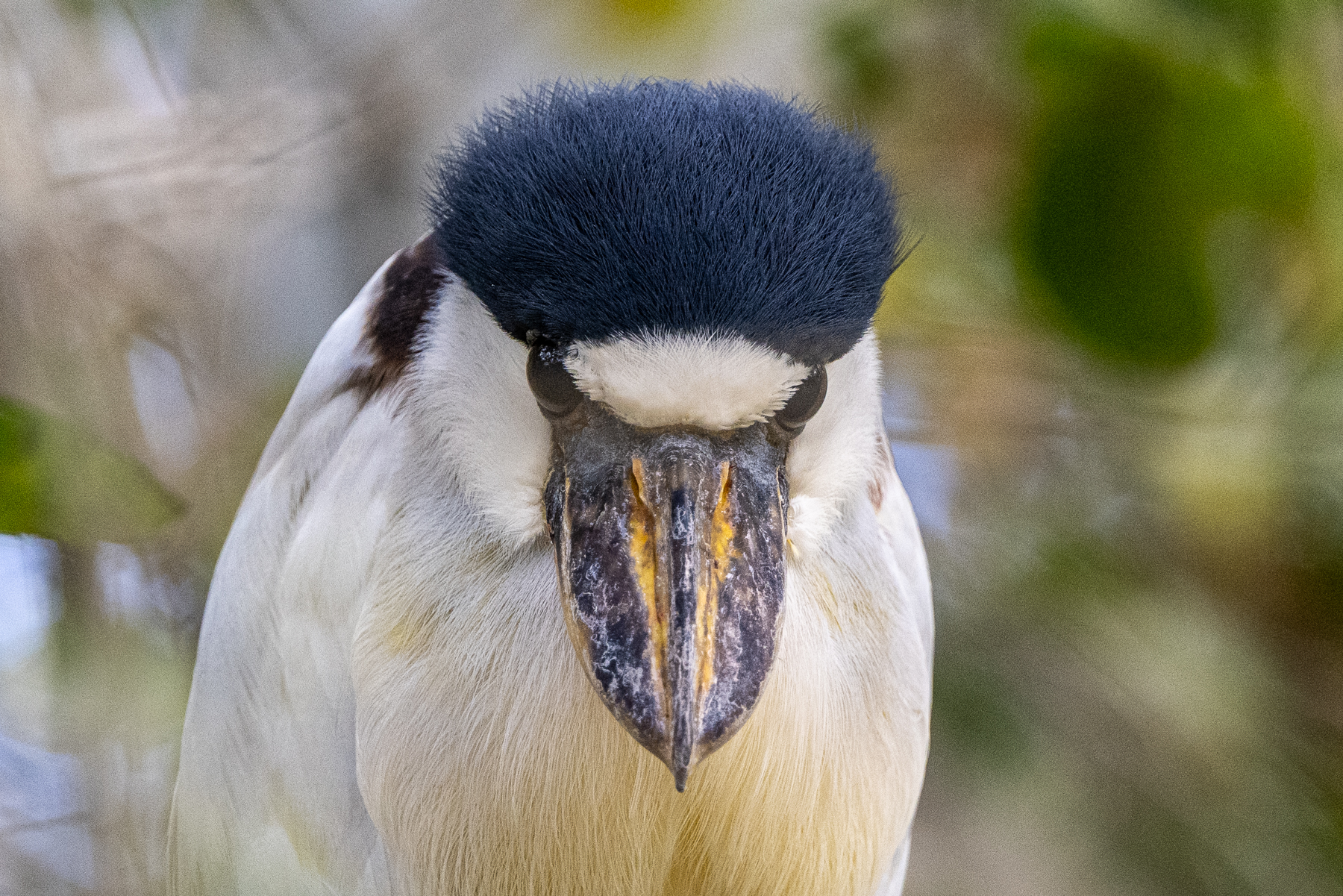 In case anyone wonders where the name Boat-billed Heron comes from (image by Oliver Krueger)