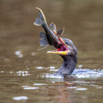 This Neotropical Cormorant caught a Snow Pleco for breakfast (image by Oliver Krueger)