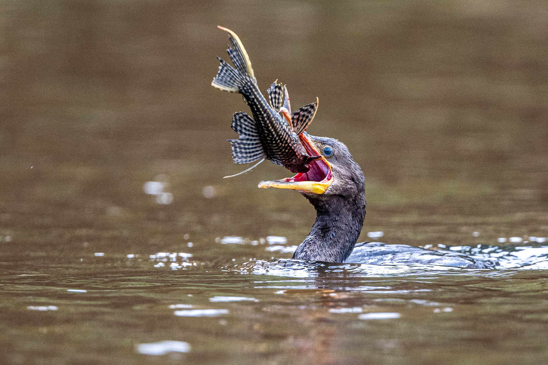 This Neotropical Cormorant caught a Snow Pleco for breakfast (image by Oliver Krueger)