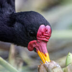 It is rare to get so close to a Wattled Jacana to take a head portrait (image by Oliver Krueger)