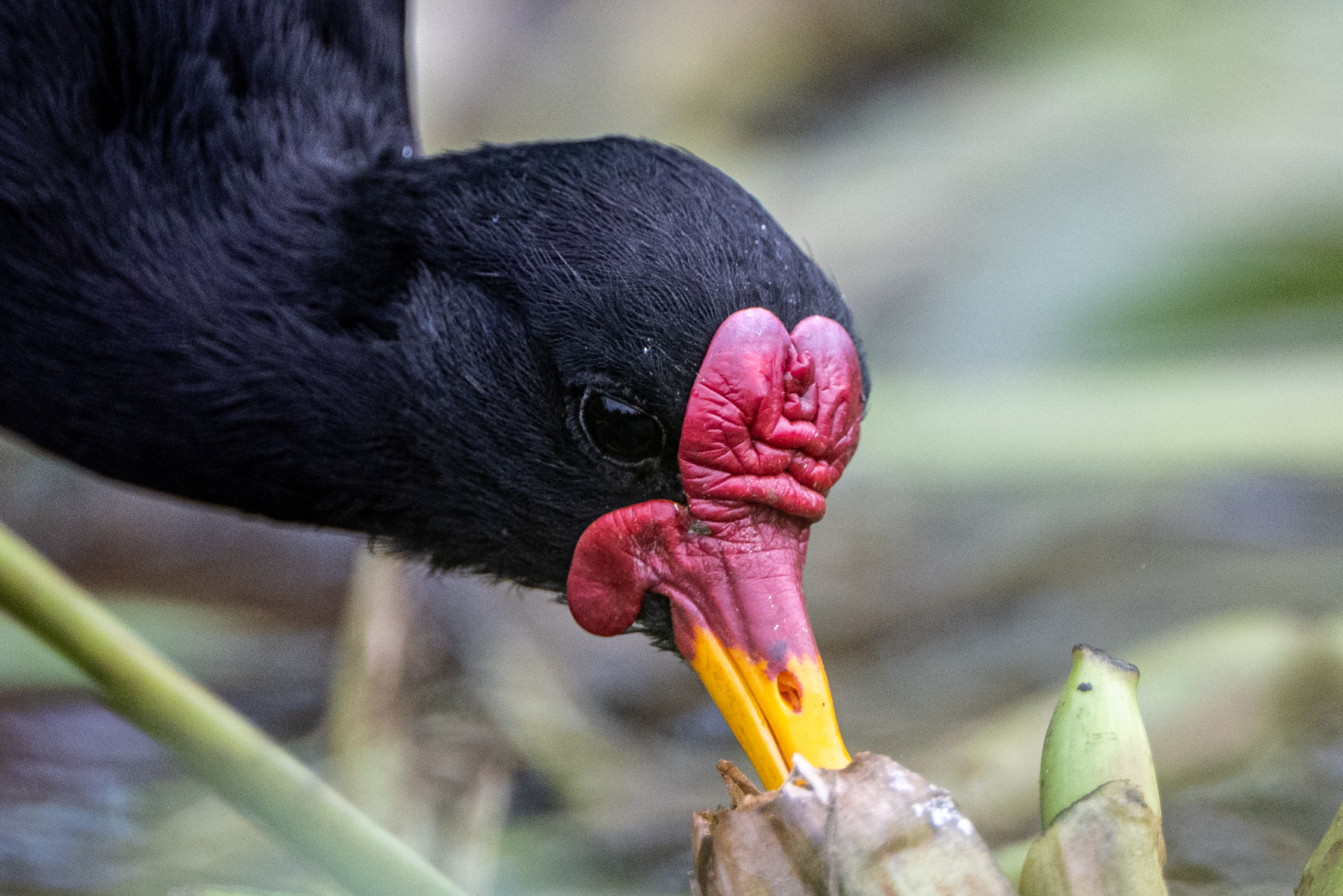 It is rare to get so close to a Wattled Jacana to take a head portrait (image by Oliver Krueger)