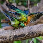 Love is in the air between these two Rufous-tailed Jacamars (image by Oliver Krueger)