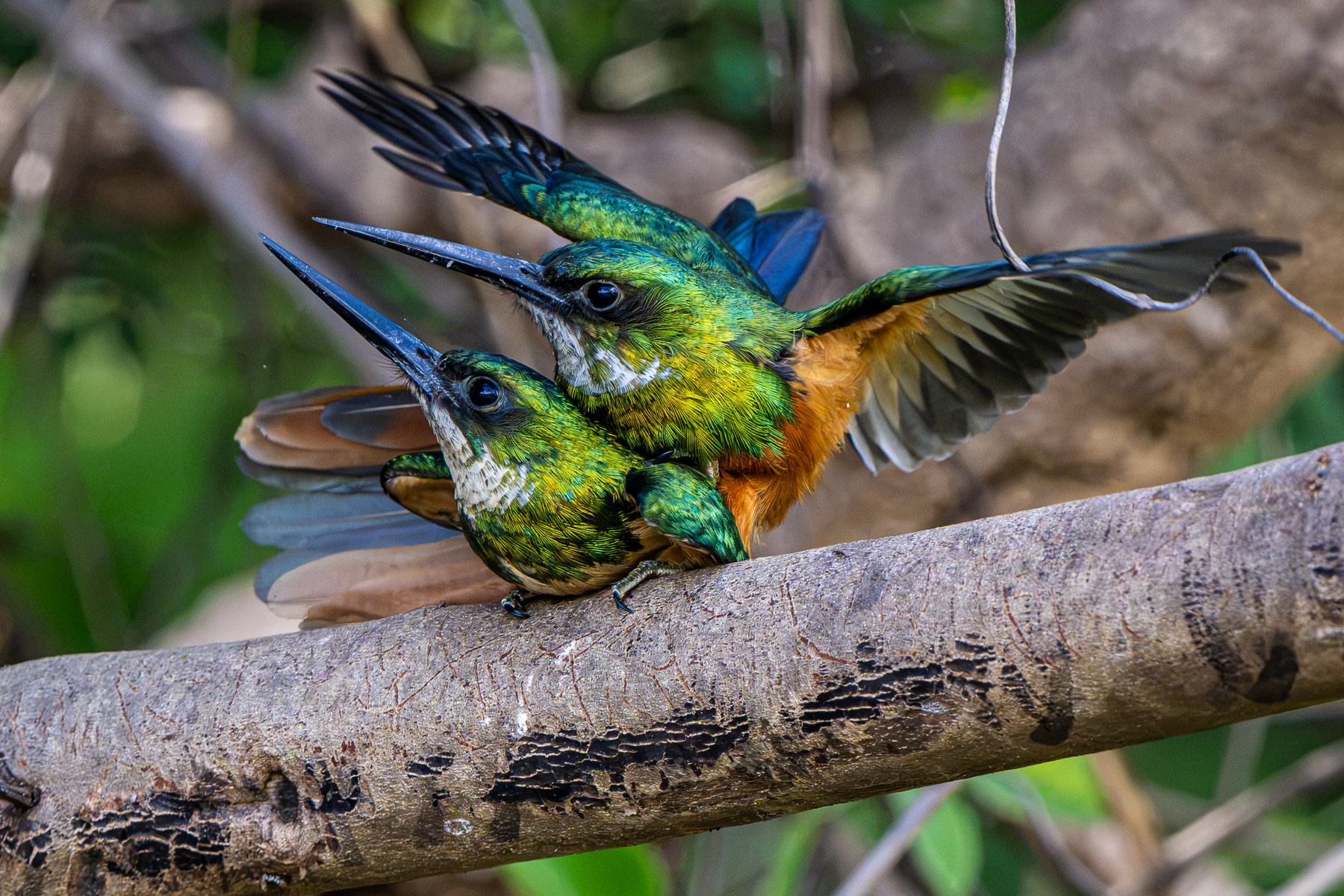 Love is in the air between these two Rufous-tailed Jacamars (image by Oliver Krueger)