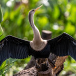 An Anhinga stretches its wings to dry after a fishing trip (image by Oliver Krueger)