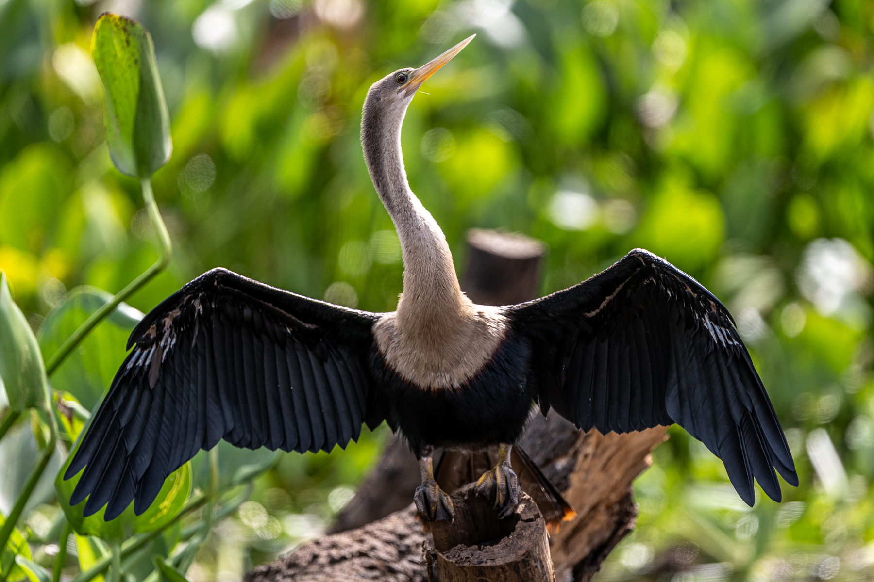 An Anhinga stretches its wings to dry after a fishing trip (image by Oliver Krueger)