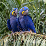 Hyacinth Macaws stay together as a breeding pair for life (image by Oliver Krueger)