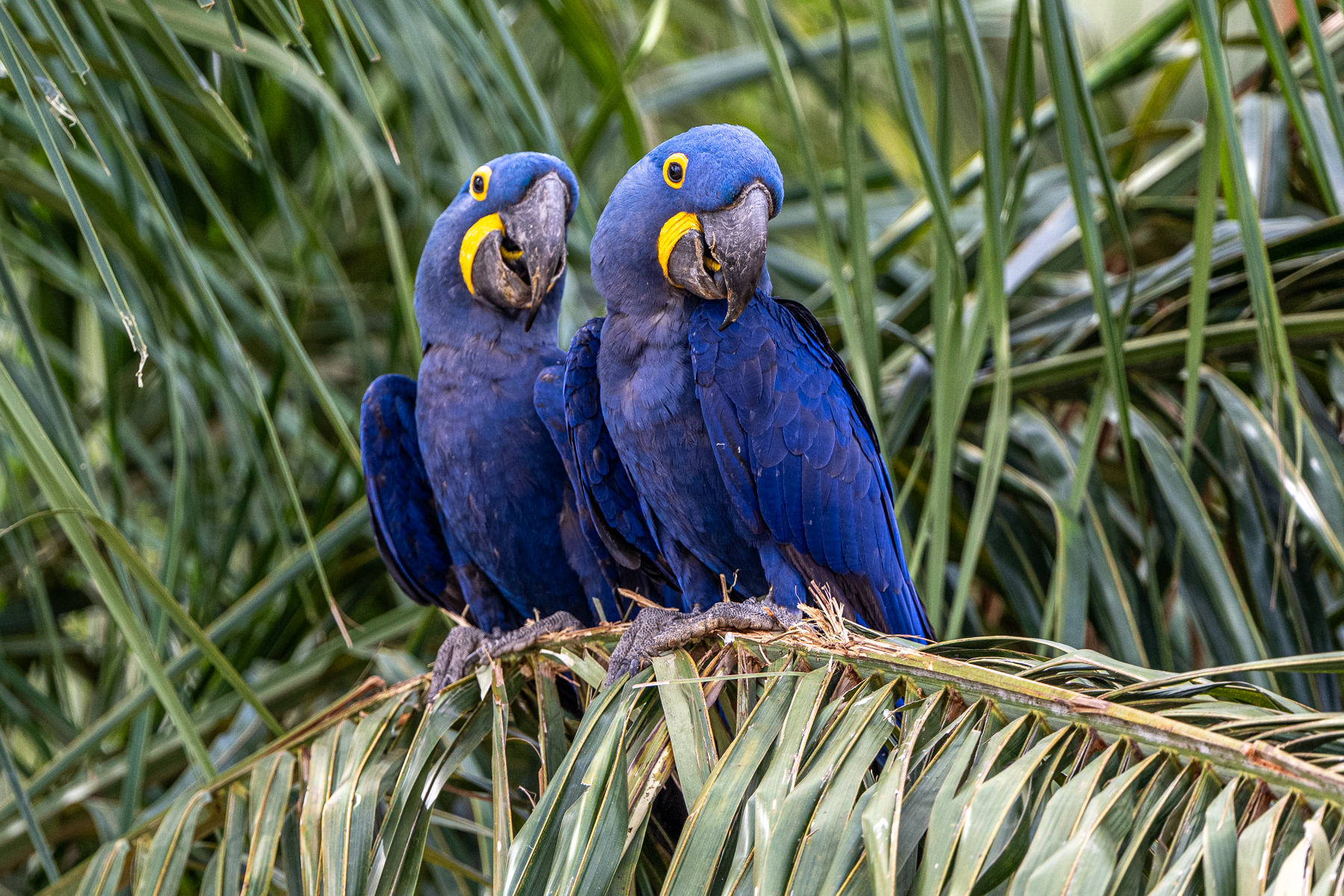 Hyacinth Macaws stay together as a breeding pair for life (image by Oliver Krueger)