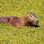 The Capybara is well adapted to life in the swamps of the Pantanal (image by Oliver Krueger)