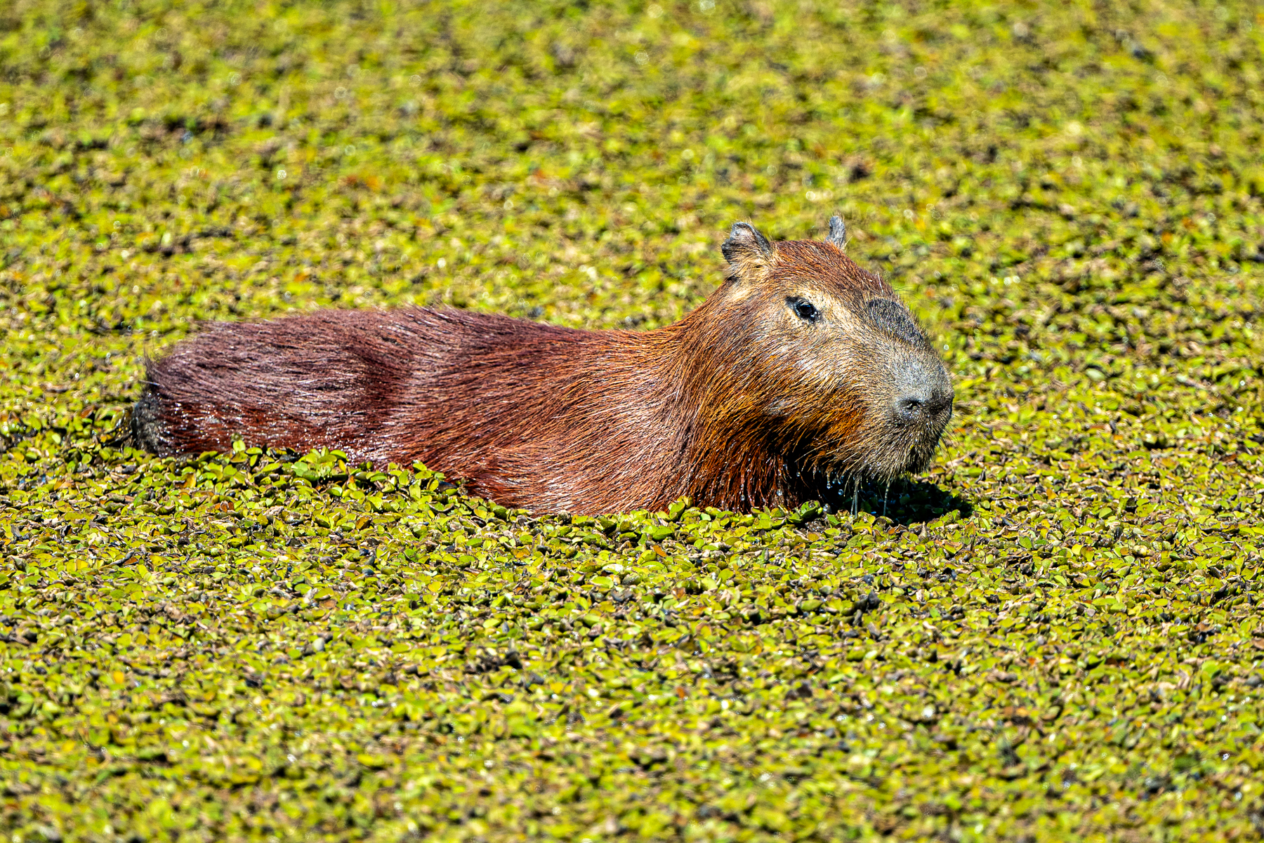 The Capybara is well adapted to life in the swamps of the Pantanal (image by Oliver Krueger)