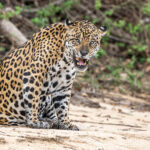 At the end of a yawning session, male Jaguar 