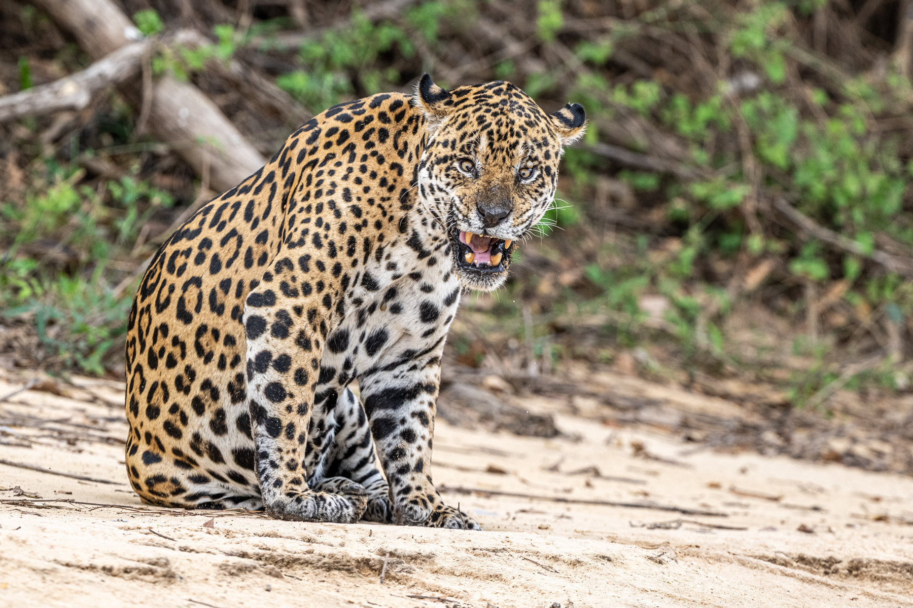 At the end of a yawning session, male Jaguar 