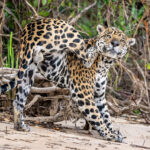 A display of agility by male Jaguar 
