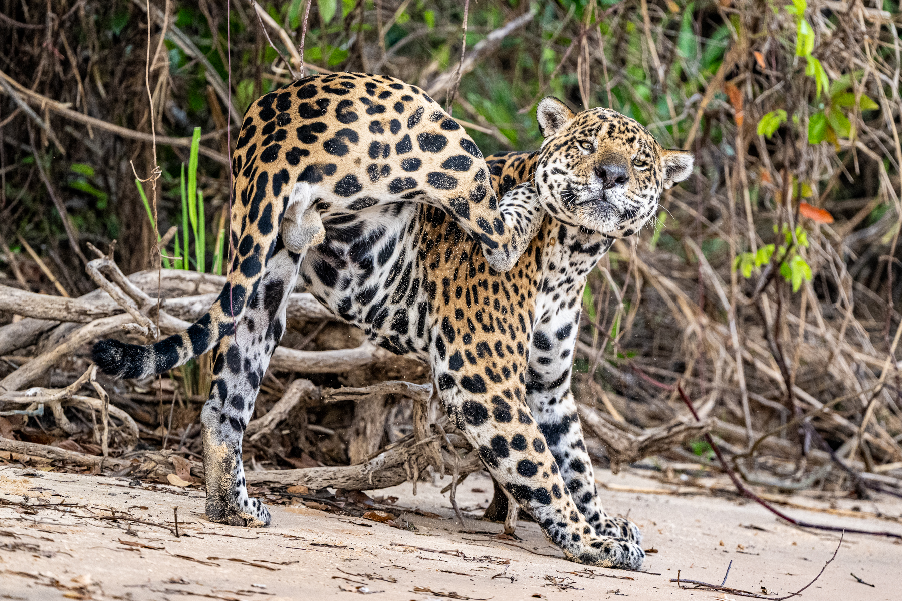 A display of agility by male Jaguar 