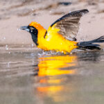 An Orange-backed Troupial enjoys an evening bath on the Rio Piquiri (image by Oliver Krueger)