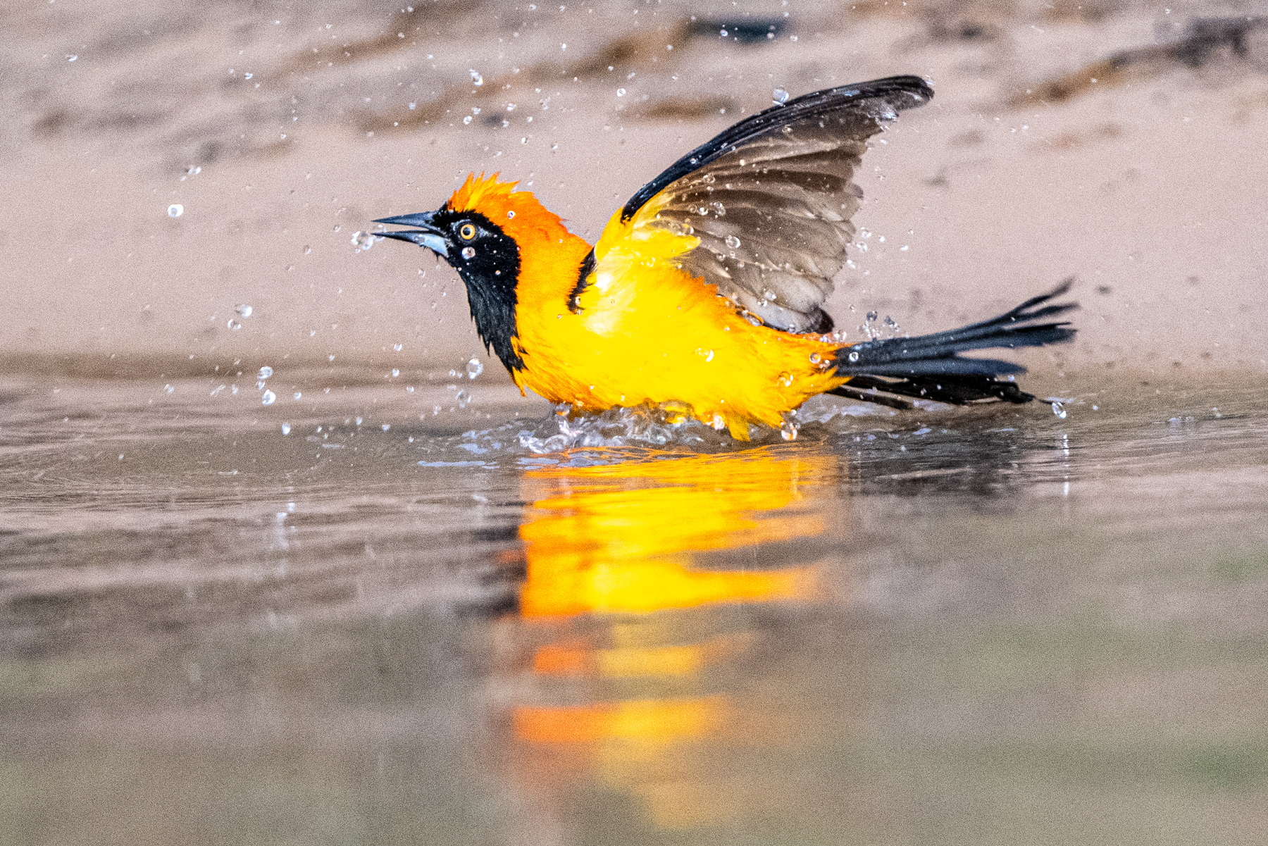 An Orange-backed Troupial enjoys an evening bath on the Rio Piquiri (image by Oliver Krueger)