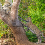 Mother's tale is a wonderful toy for Medrosa's cub (image by Oliver Krueger)