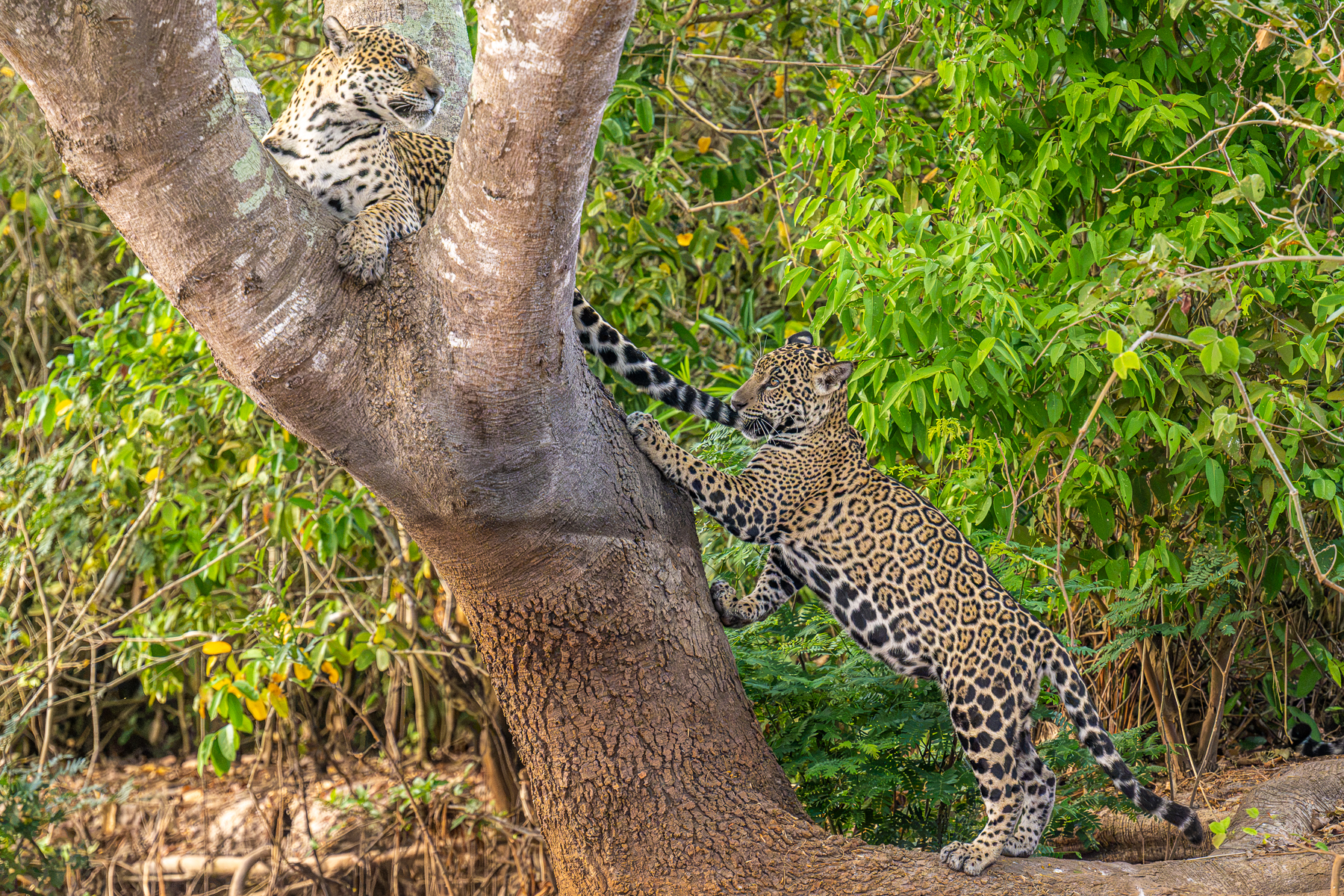 Mother's tale is a wonderful toy for Medrosa's cub (image by Oliver Krueger)
