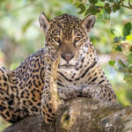 Medrosa is a female Jaguar in her absolute prime at the age of ten (image by Oliver Krueger)